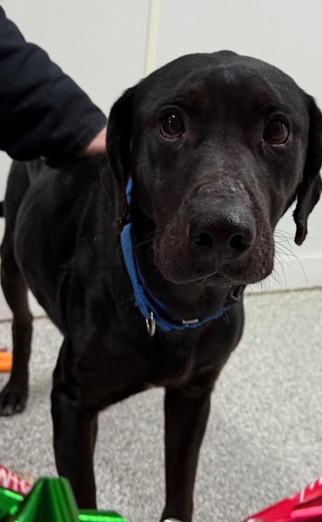 Zeus, a Adoptable Black Labrador Retriever in Albion, NY image 2/3
