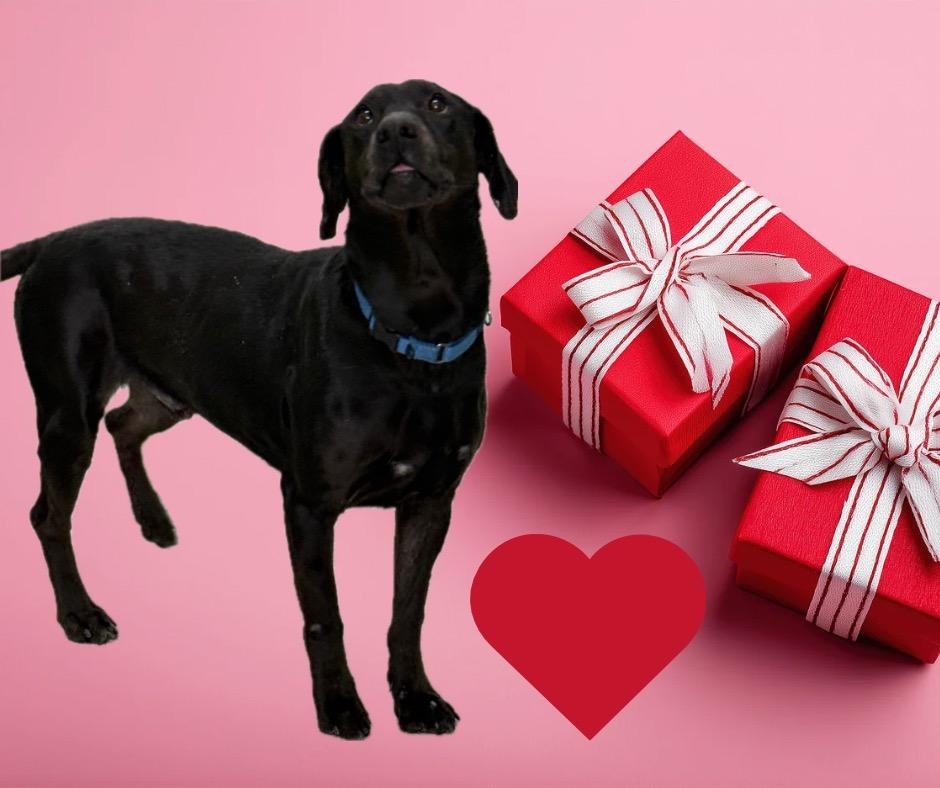 Zeus, a Adoptable Black Labrador Retriever in Albion, NY image 3/3