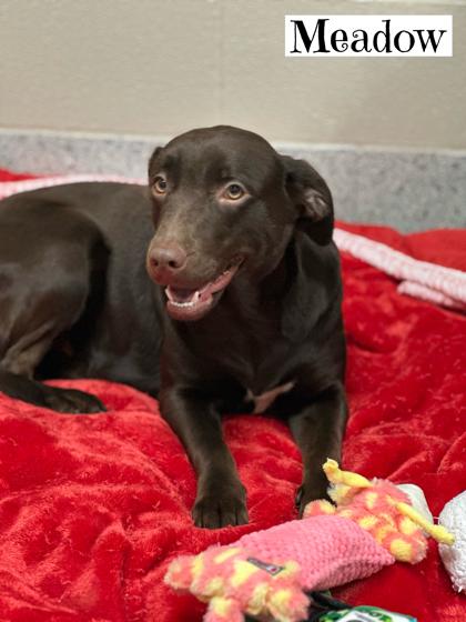 Meadow, adopted, Young Female Chocolate Labrador Retriever.
