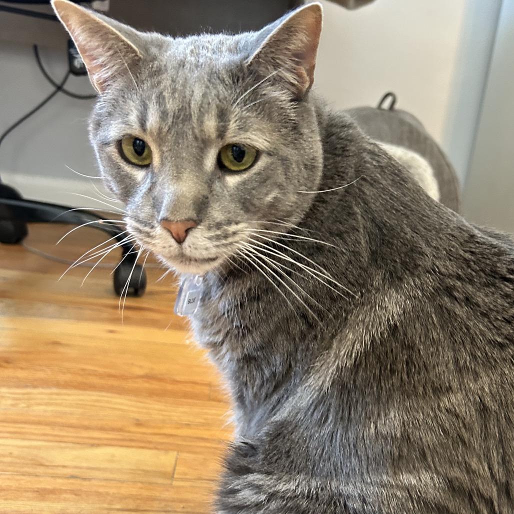 Blue, a Adoptable Domestic Short Hair in Lakewood, CO image 2/6