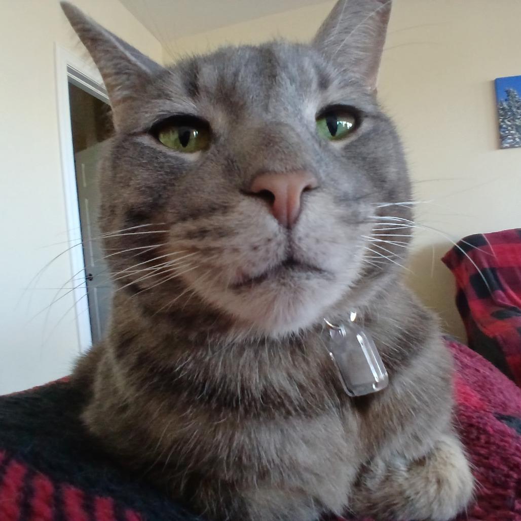 Enlarge Blue, a Adoptable Domestic Short Hair in Lakewood, CO image 2/6
