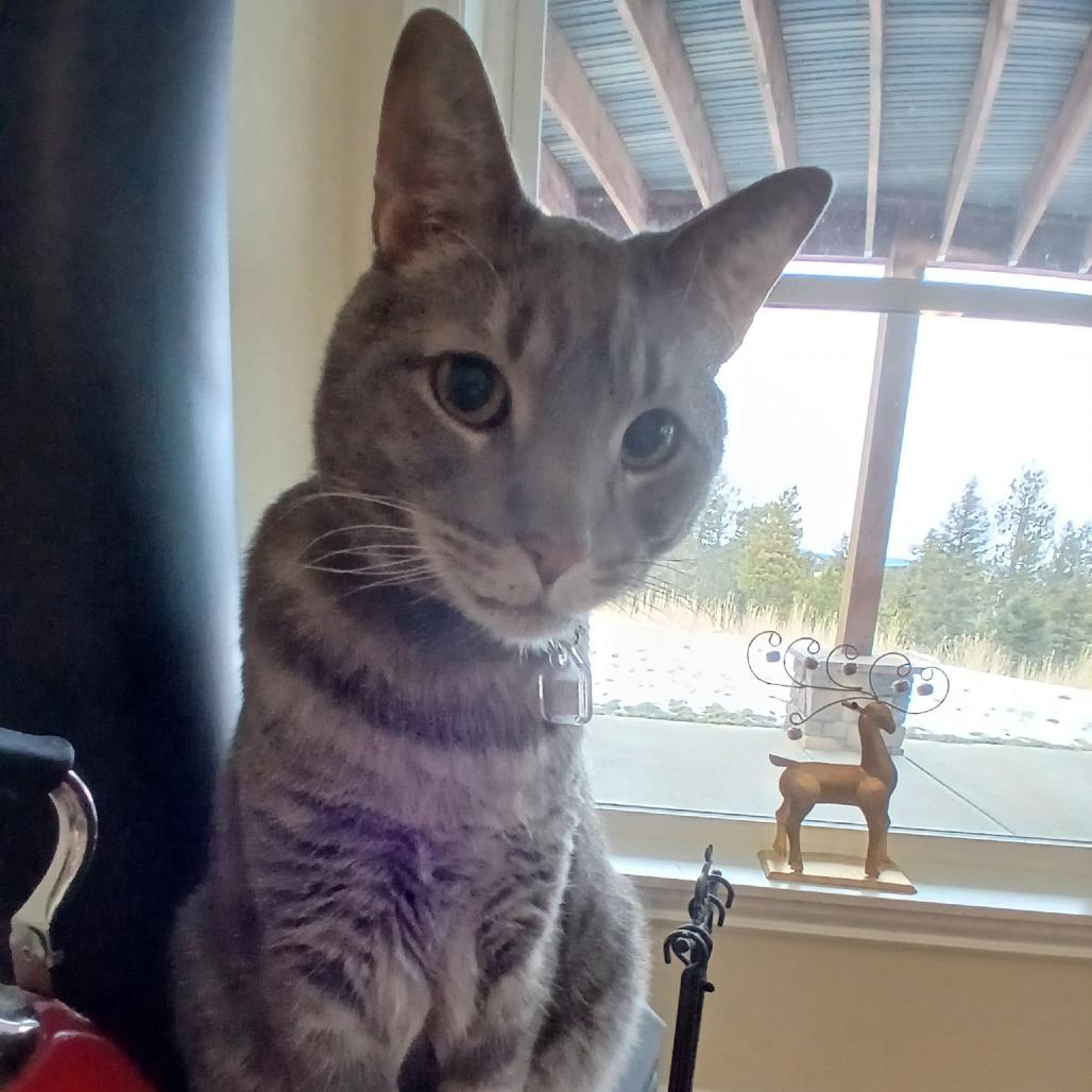 Enlarge Blue, a Adoptable Domestic Short Hair in Lakewood, CO image 3/6