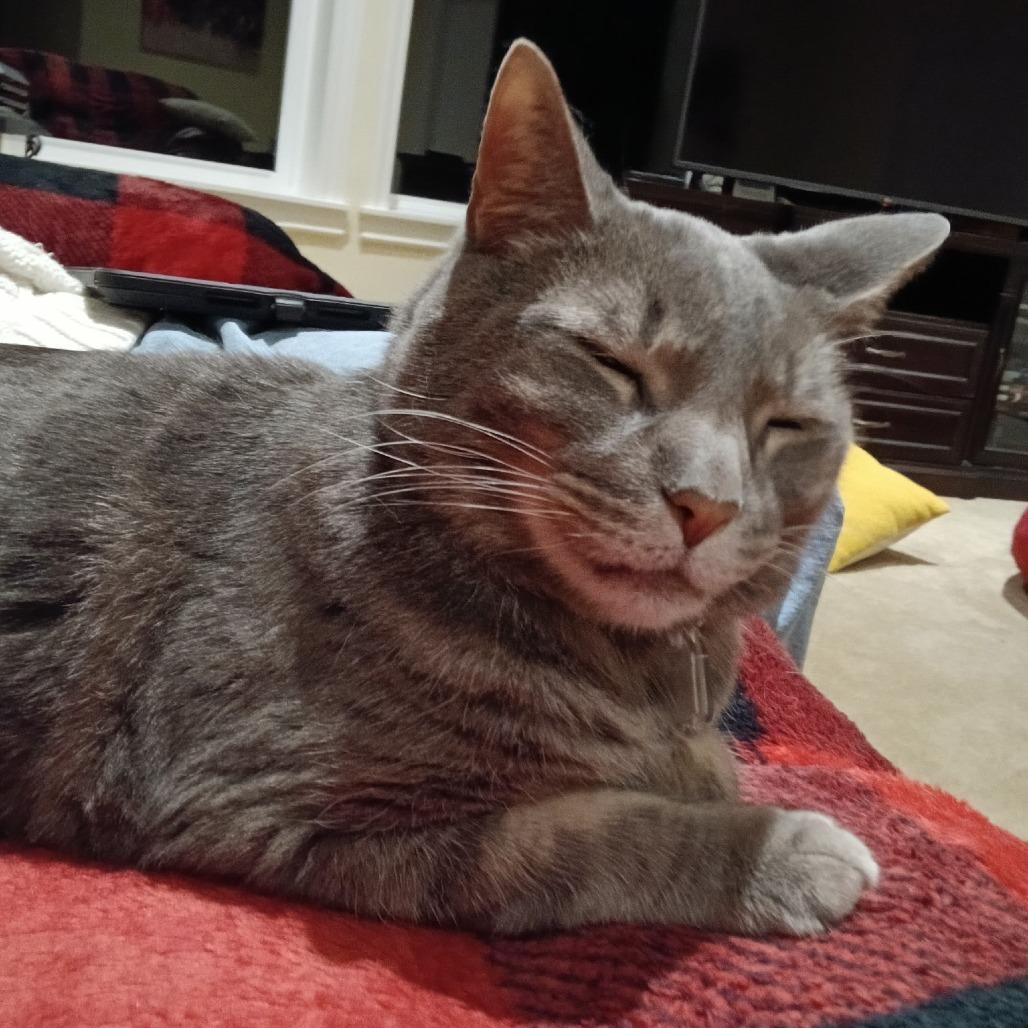 Enlarge Blue, a Adoptable Domestic Short Hair in Lakewood, CO image 5/6