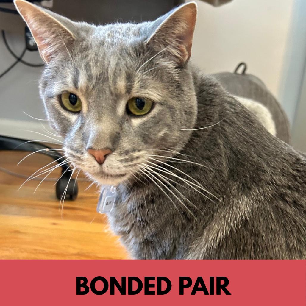 Enlarge Blue, a Adoptable Domestic Short Hair in Lakewood, CO image 6/6
