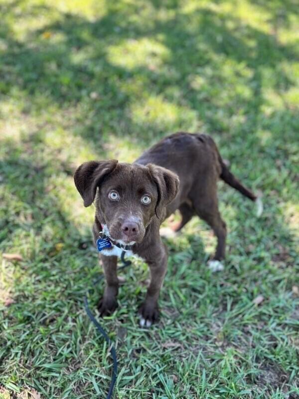 Coconut, Adoptable, Puppy Female Chocolate Labrador Retriever & Boykin Spaniel.