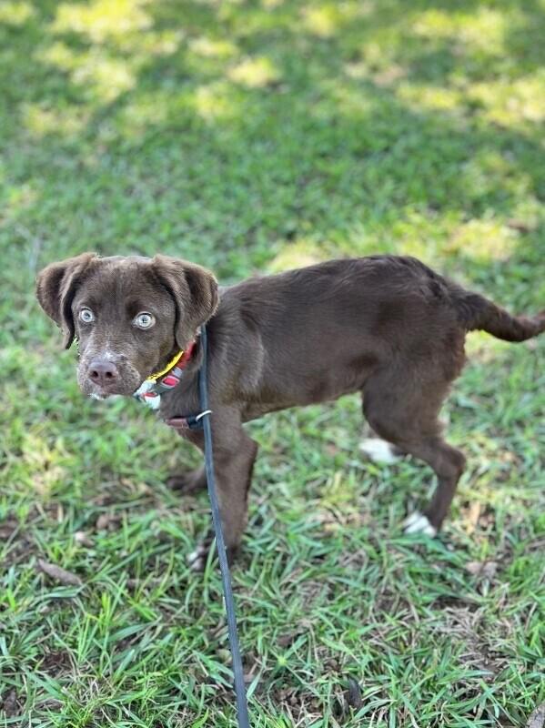 Enlarge Coconut, a Adoptable mixed breed in Aiken, SC image 2/5