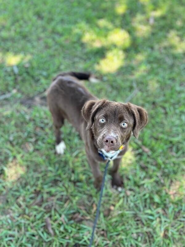 Enlarge Coconut, a Adoptable mixed breed in Aiken, SC image 3/5