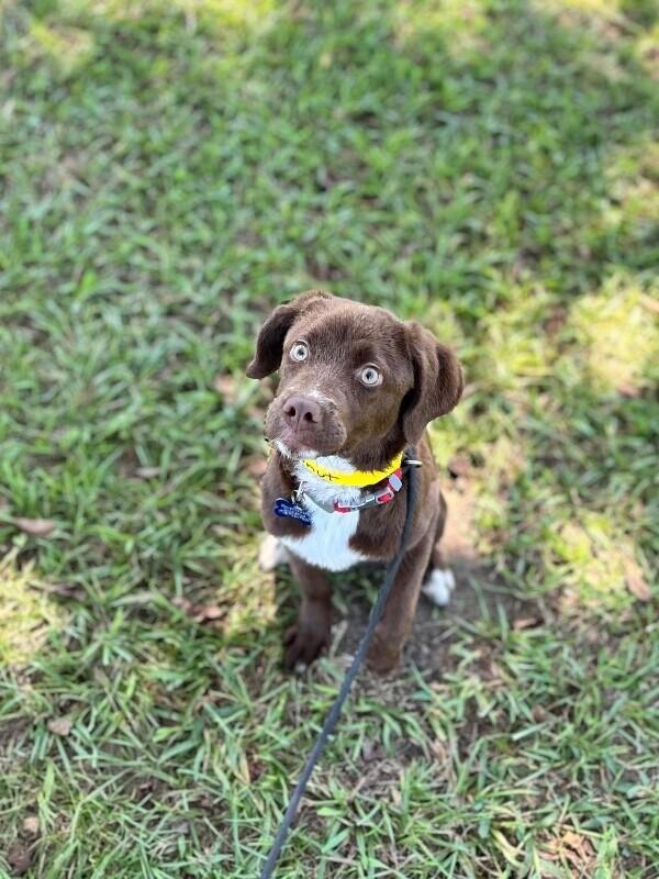Enlarge Coconut, a Adoptable mixed breed in Aiken, SC image 4/5