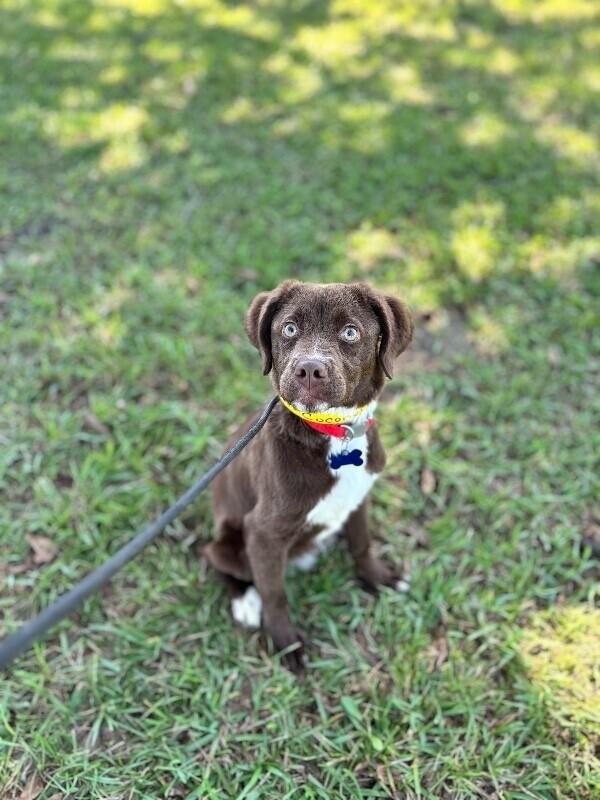Enlarge Coconut, a Adoptable mixed breed in Aiken, SC image 5/5