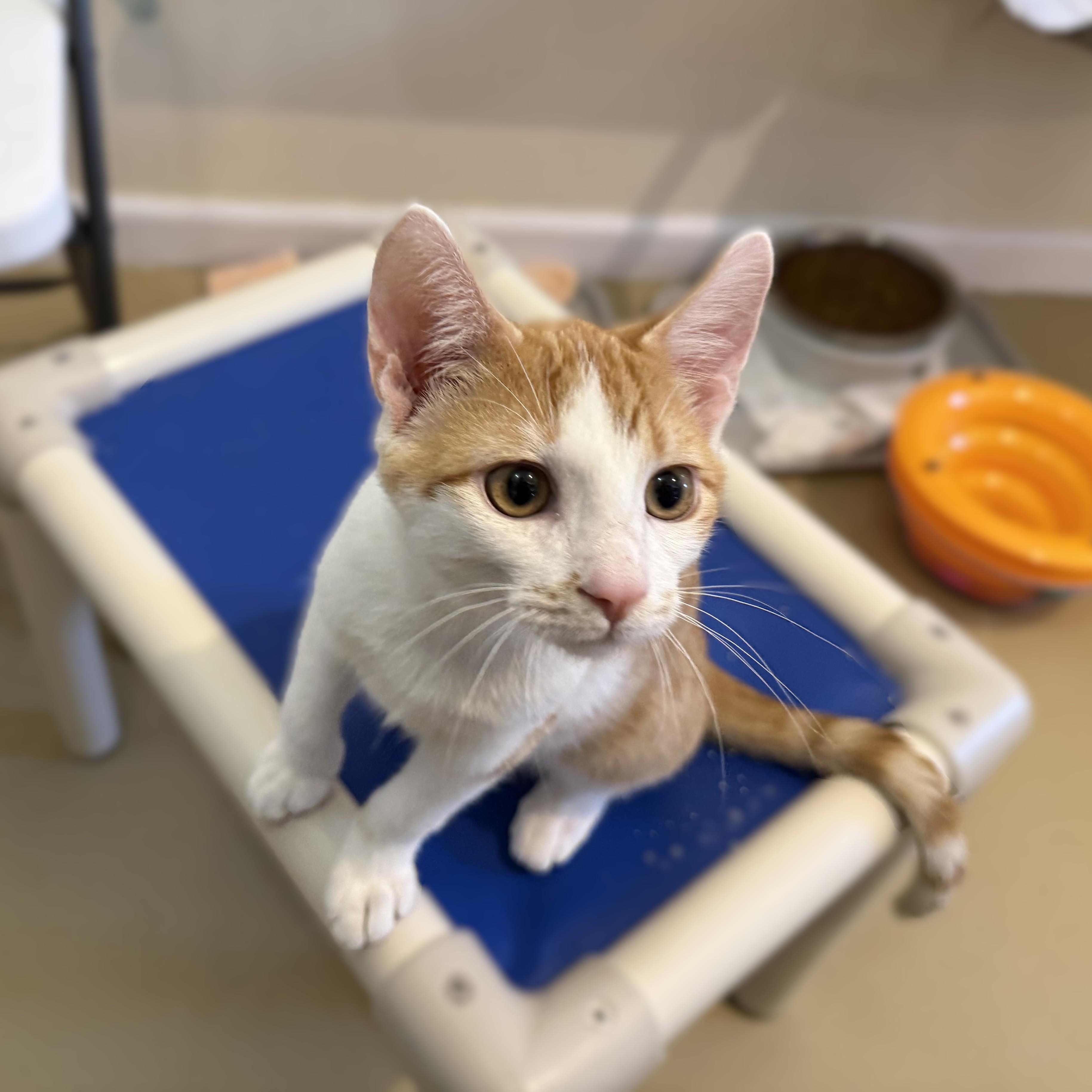 Enlarge CANTALOUPE, a ADOPTABLE Domestic Short Hair in La Crescent, MN image 2/3