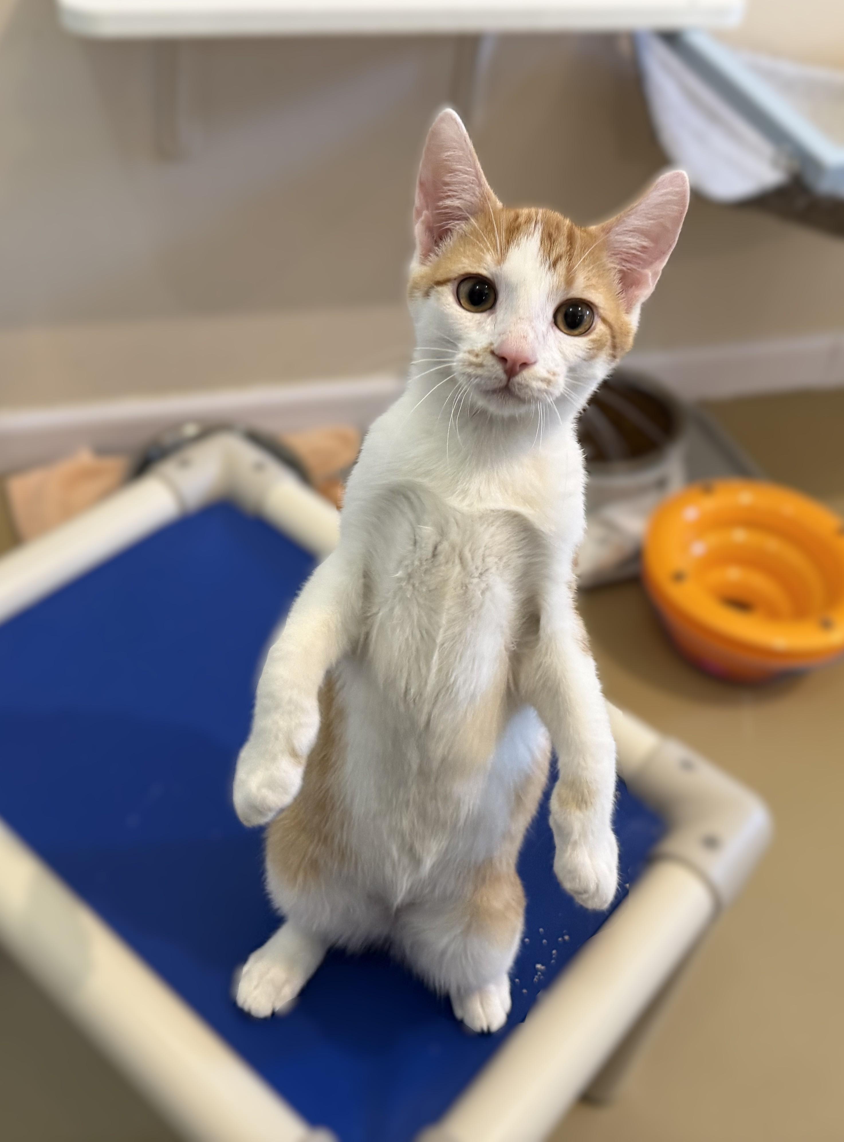 Enlarge CANTALOUPE, a ADOPTABLE Domestic Short Hair in La Crescent, MN image 3/3