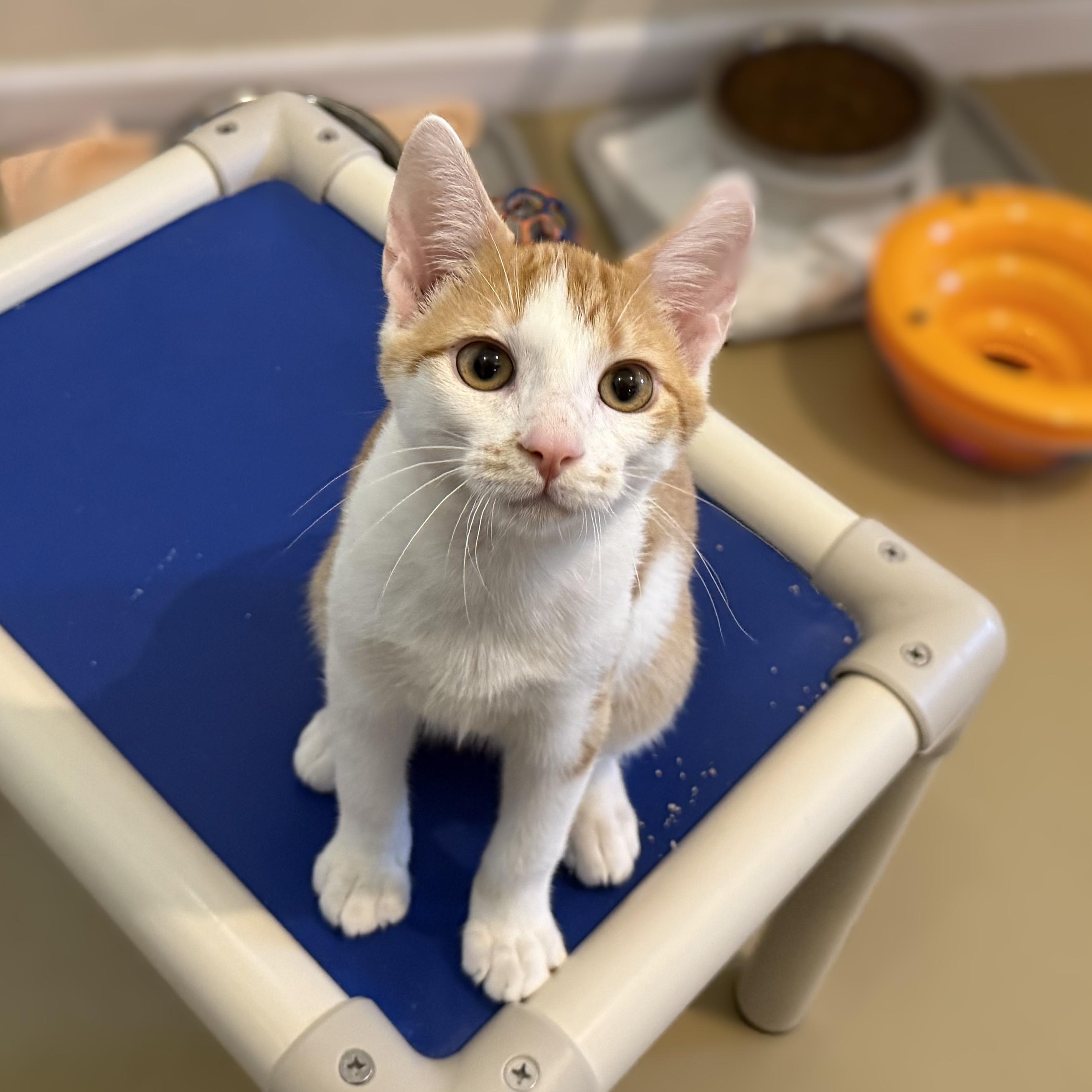 CANTALOUPE, ADOPTABLE, Kitten Male Domestic Short Hair.