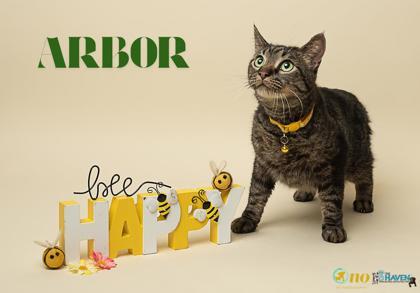 Enlarge Arbor, a Adoptable mixed breed in Fairhope, AL image 1/1