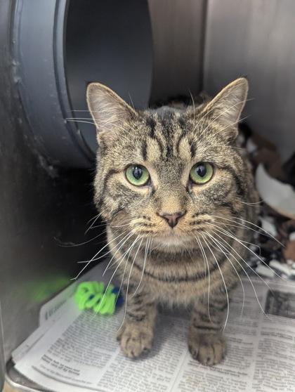 Enlarge Espresso, a Adoptable mixed breed in Chicago, IL image 1/3