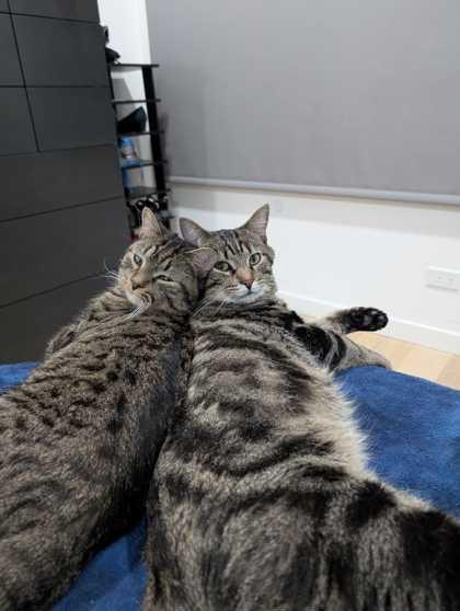 Enlarge Espresso, a Adoptable mixed breed in Chicago, IL image 2/3