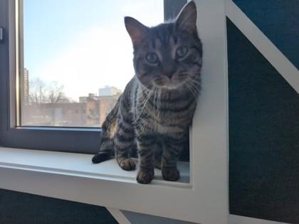 Enlarge Espresso, a Adoptable mixed breed in Chicago, IL image 3/3