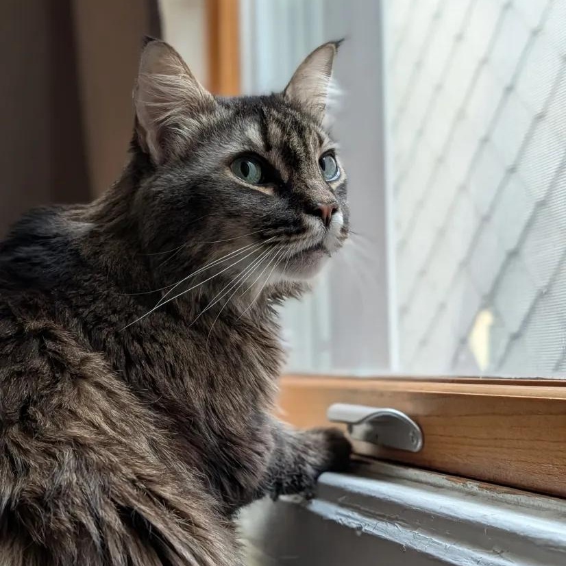 Buster, a ADOPTABLE mixed breed in Weehawken, NJ image 2/6