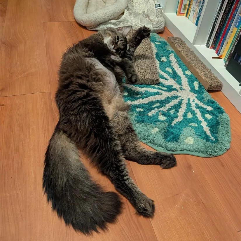 Buster, a ADOPTABLE mixed breed in Weehawken, NJ image 3/6