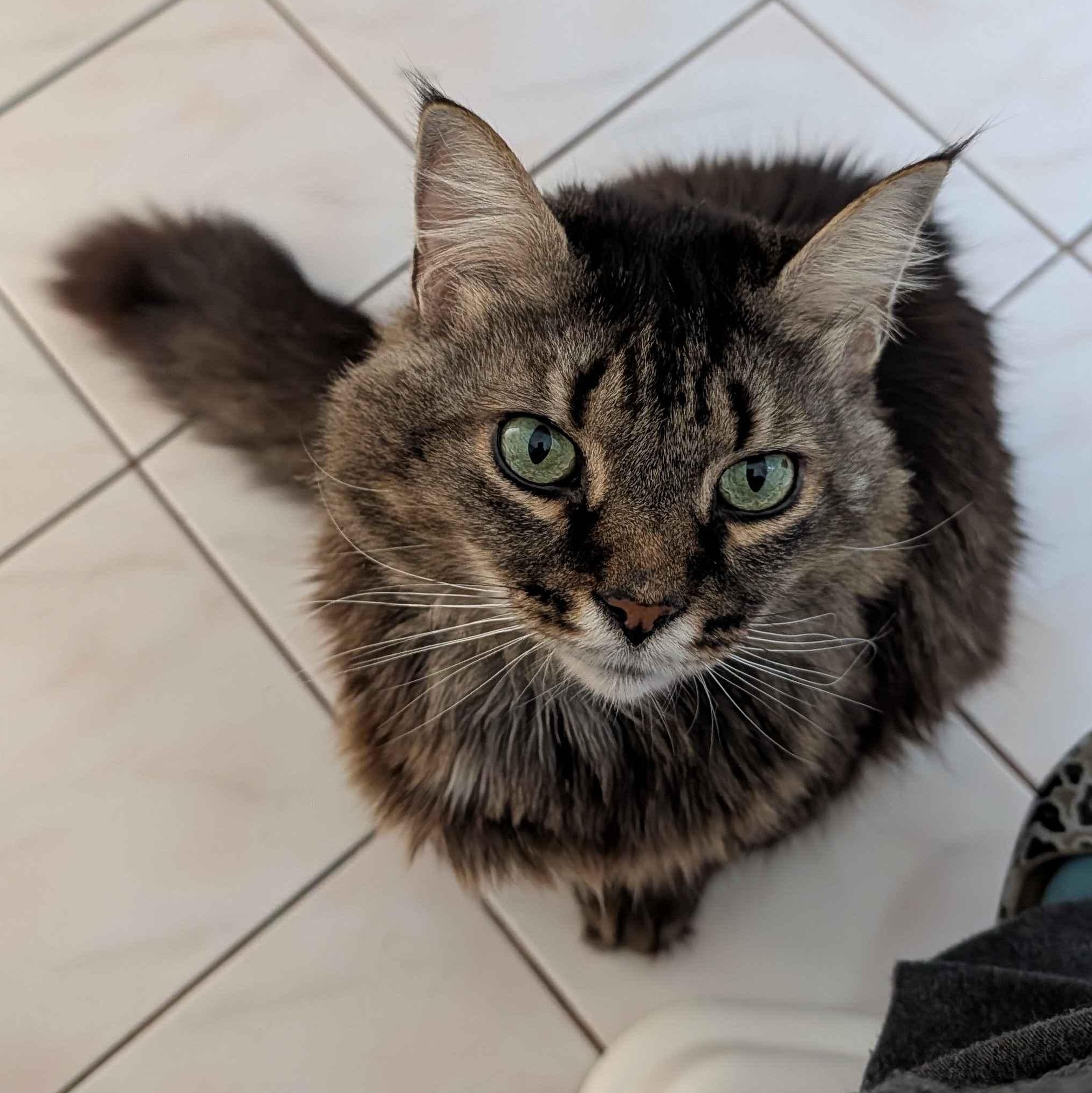 Buster, adopted, Senior Male Domestic Long Hair.