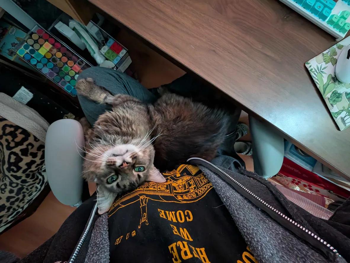 Buster, a ADOPTABLE mixed breed in Weehawken, NJ image 4/6