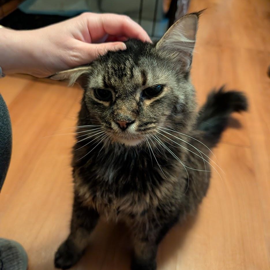 Buster, a ADOPTABLE mixed breed in Weehawken, NJ image 6/6