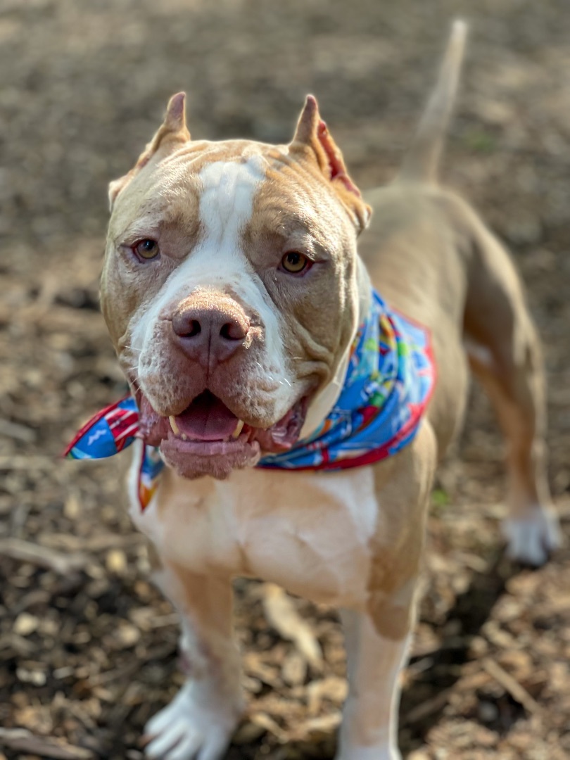 Enlarge Chance, a Adopted mixed breed in Greer, SC image 1/11