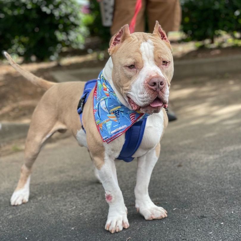 Enlarge Chance, a Adopted mixed breed in Greer, SC image 2/11