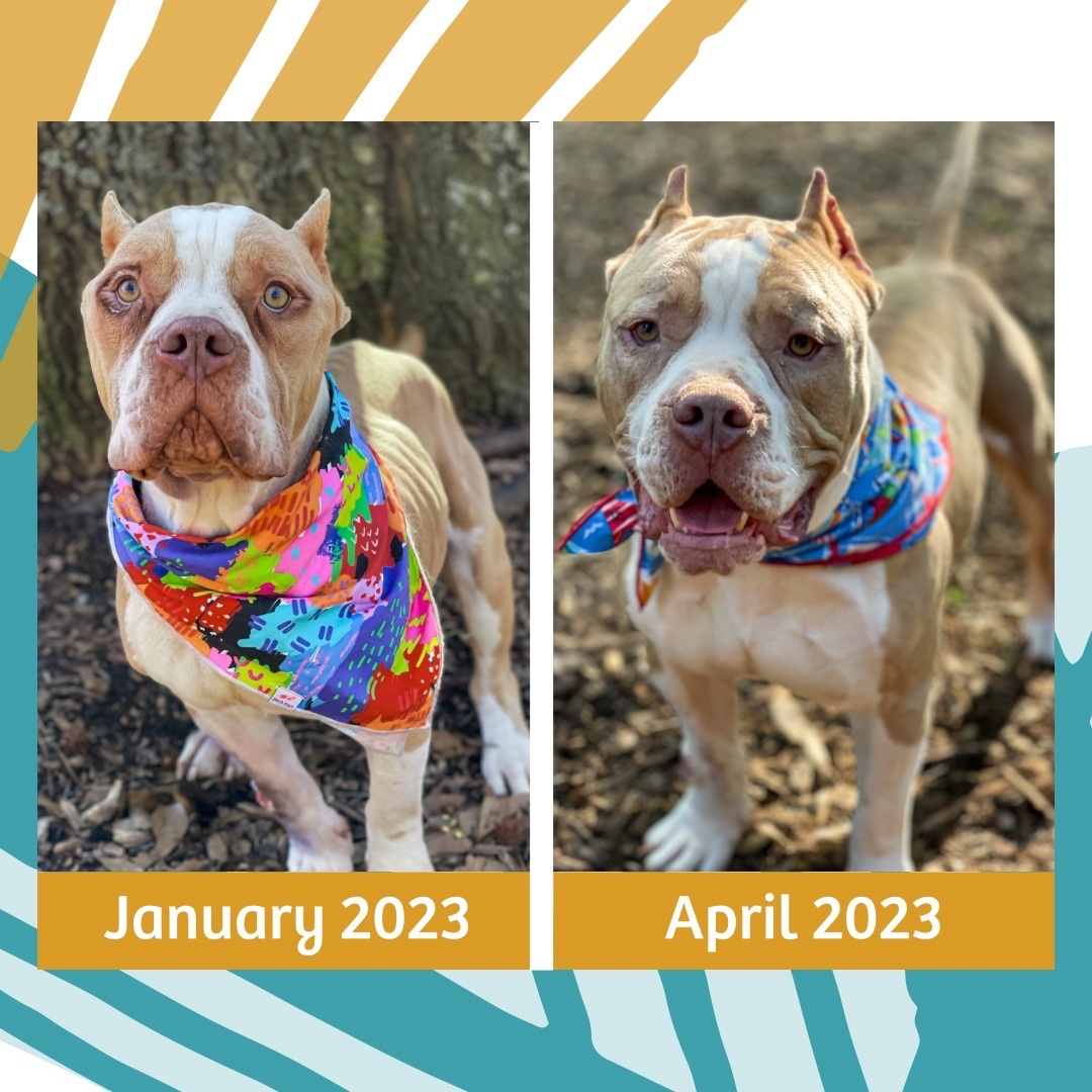 Enlarge Chance, a Adopted mixed breed in Greer, SC image 3/11