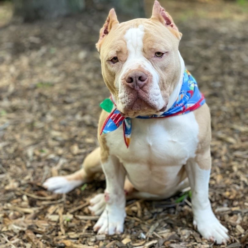 Enlarge Chance, a Adopted mixed breed in Greer, SC image 4/11