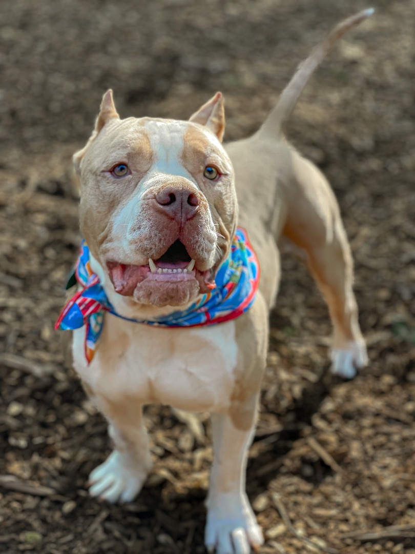 Enlarge Chance, a Adopted mixed breed in Greer, SC image 5/11