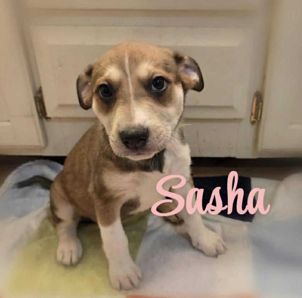 Enlarge Sasha, an adopted mixed breed in Hamilton , NJ image 1/1