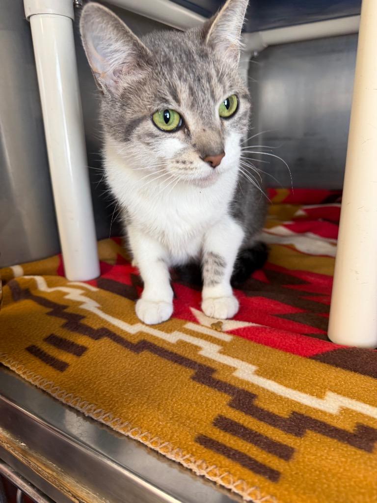 Enlarge Serenity, a Adoptable mixed breed in Virginia, MN image 1/1