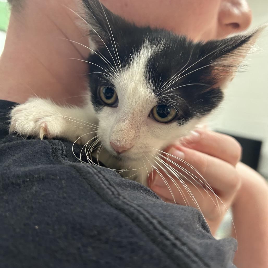 Walnut, Adoptable, Kitten Male Domestic Short Hair.