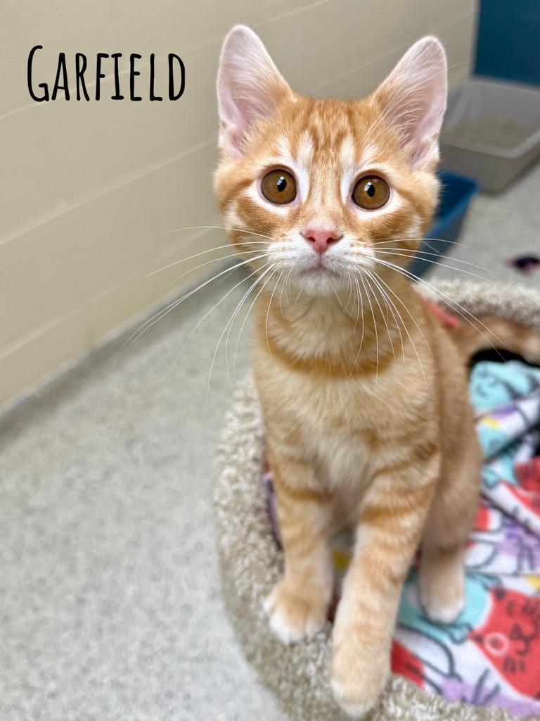 Orange Tabby Cat Adoption: Ultimate Guide to Finding Your Feline Friend