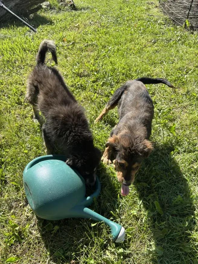 Jim, Adoptable, Puppy Male Mixed Breed.