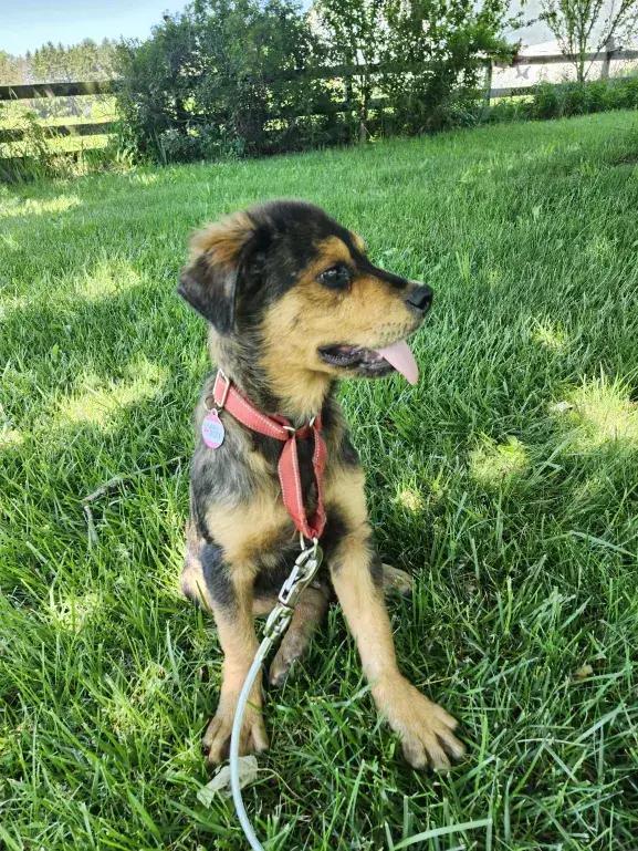 Jim, a Adoptable mixed breed in Grand Rapids, MI image 2/5