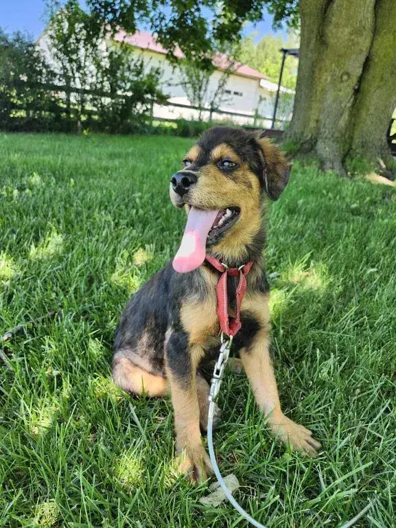 Jim, a Adoptable mixed breed in Grand Rapids, MI image 3/5