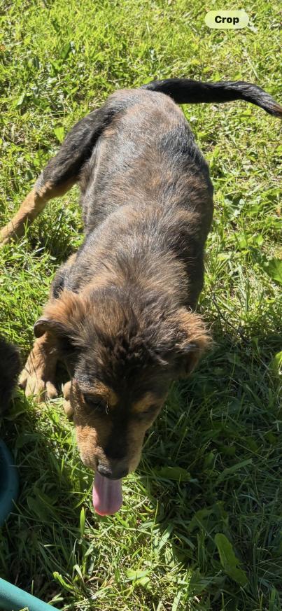 Jim, a Adoptable mixed breed in Grand Rapids, MI image 5/5