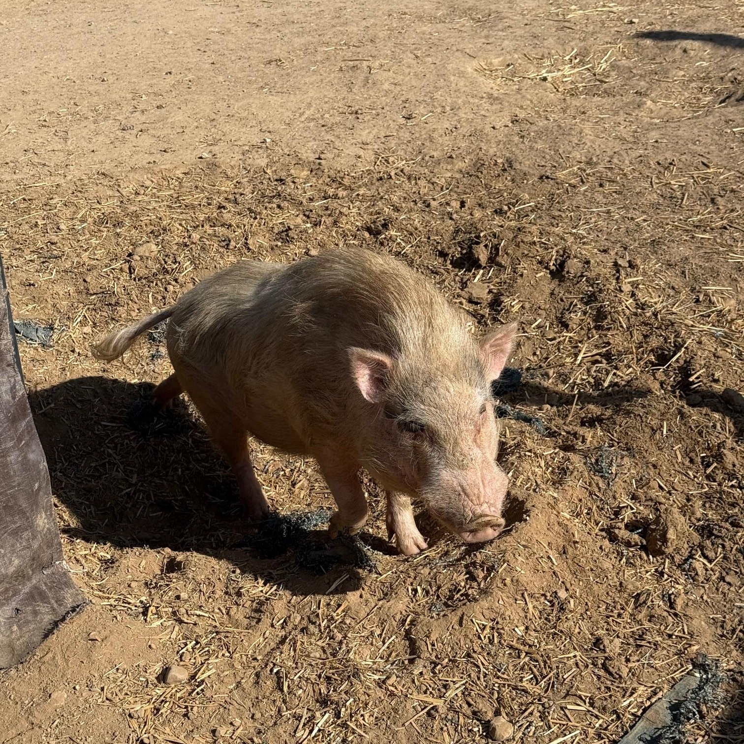 Van Gogh & Babe, a ADOPTABLE Pig in Redlands, CA image 2/5