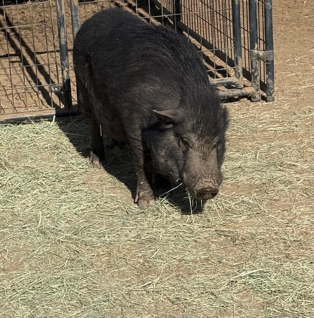 Van Gogh & Babe, a ADOPTABLE Pig in Redlands, CA image 3/5