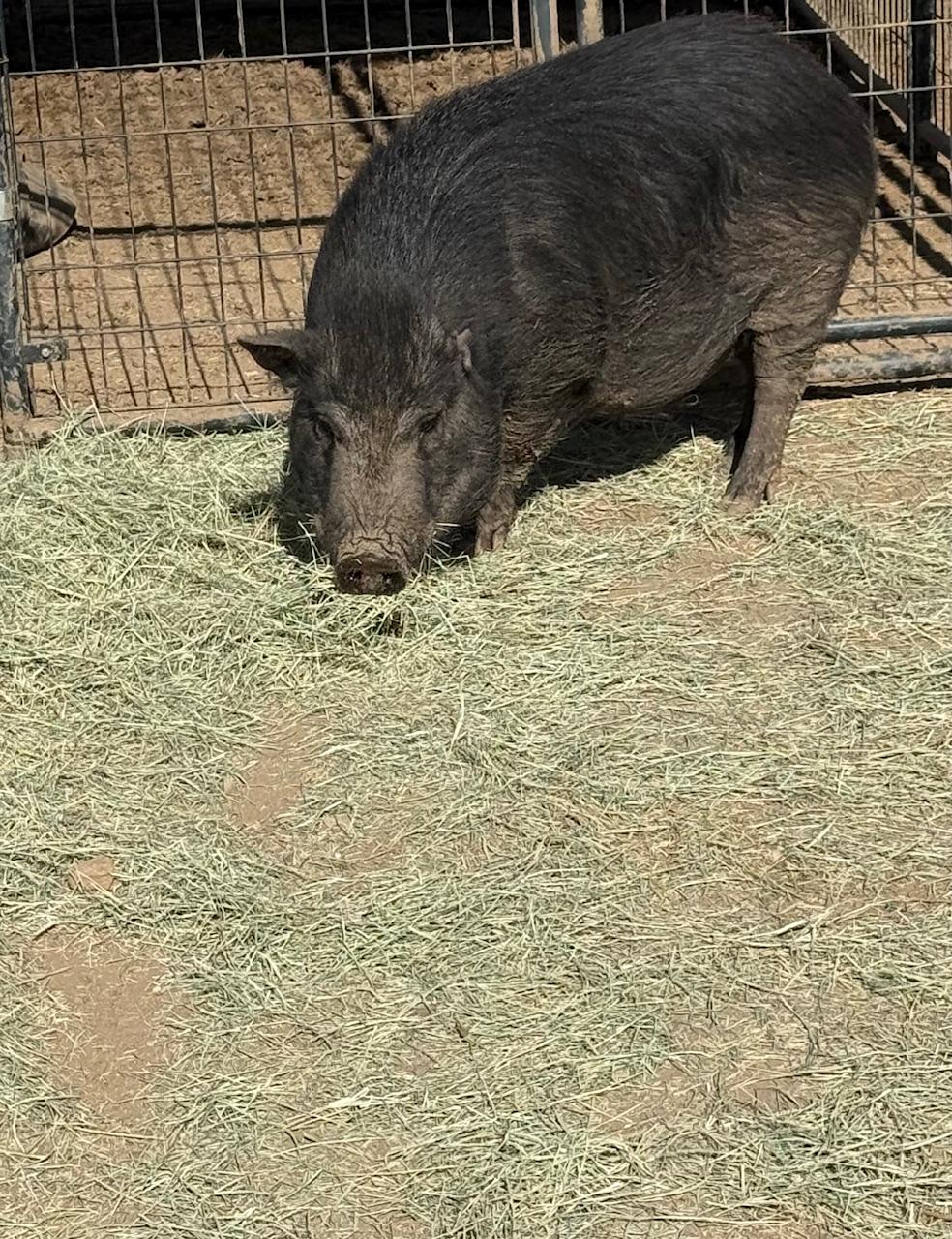 Van Gogh & Babe, a ADOPTABLE Pig in Redlands, CA image 4/5