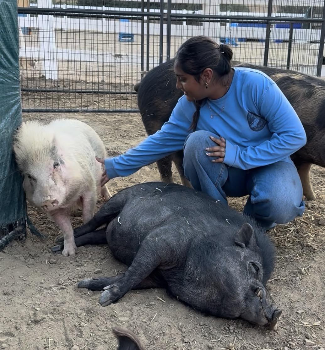 Van Gogh & Babe, a ADOPTABLE Pig in Redlands, CA image 1/5