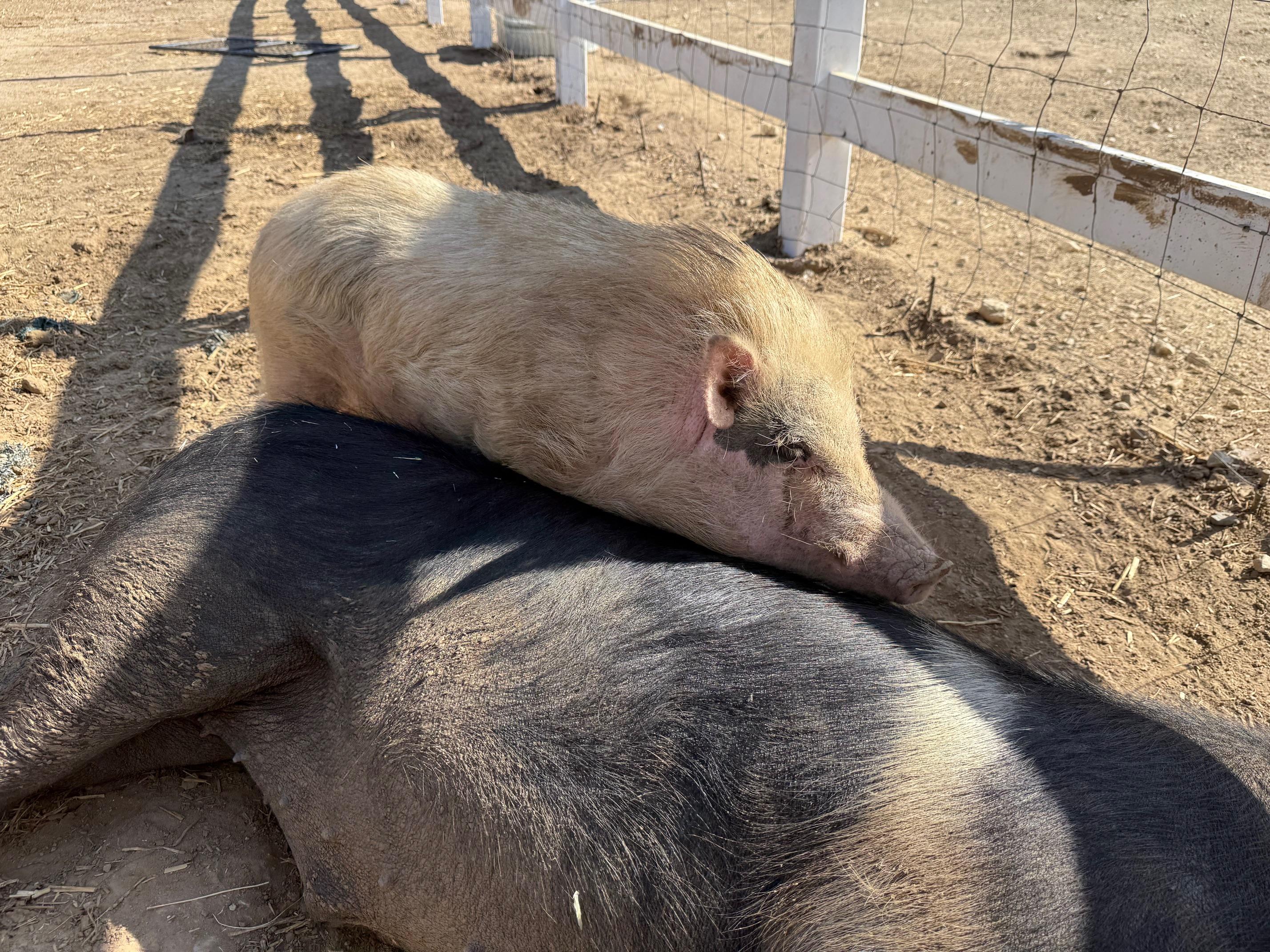 Van Gogh & Babe, a ADOPTABLE Pig in Redlands, CA image 5/5