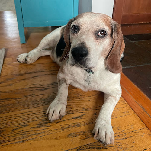 Enlarge Wrigley, a Adopted Beagle in Wadsworth, IL image 2/5
