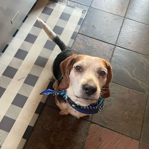 Enlarge Wrigley, a Adopted Beagle in Wadsworth, IL image 3/5