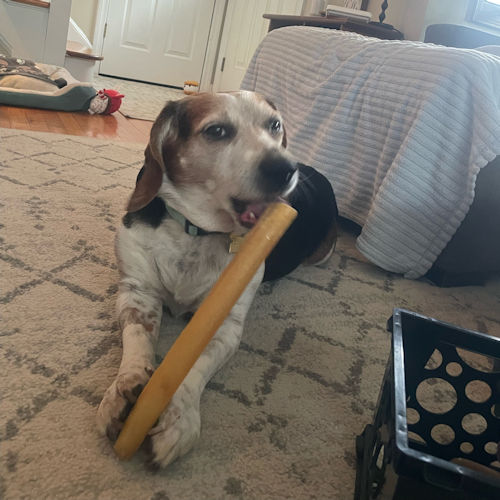 Enlarge Wrigley, a Adopted Beagle in Wadsworth, IL image 4/5