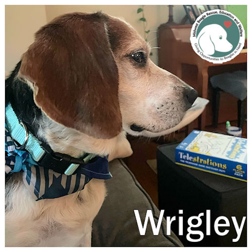 Enlarge Wrigley, a Adopted Beagle in Wadsworth, IL image 1/5