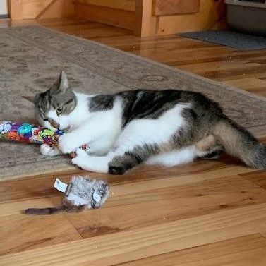 Jelly, a Adoptable Tabby in Hawley, PA image 3/6