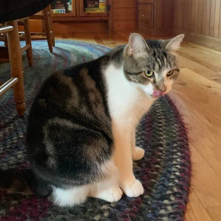 Jelly, a Adoptable Tabby in Hawley, PA image 4/6