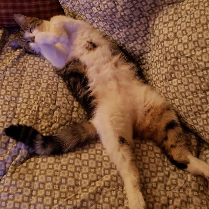 Jelly, a Adoptable Tabby in Hawley, PA image 5/6